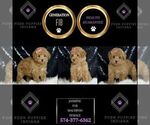 Small Photo #97 Maltipoo Puppy For Sale in WARSAW, IN, USA