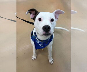 Mutt Dogs for adoption in Alexandria, VA, USA