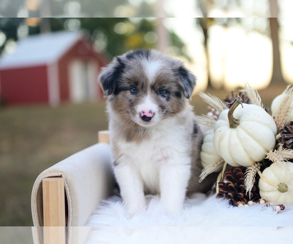 Medium Photo #2 Border Collie Puppy For Sale in CONWAY, MO, USA
