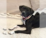 Zeus - Male Boxer Dog for Adoption - Small photo