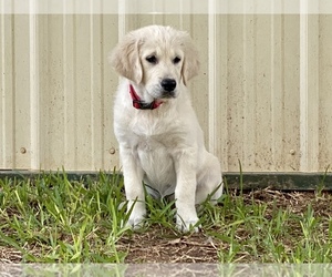 English Cream Golden Retriever Puppy for sale in MONTAGUE, TX, USA
