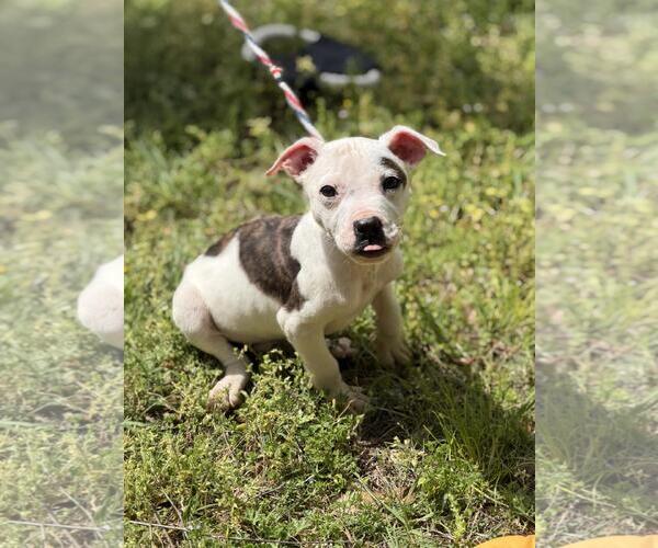Medium Photo #4 Boxer-Unknown Mix Puppy For Sale in Yardley, PA, USA
