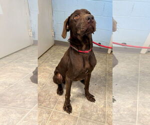 Labmaraner Dogs for adoption in Rustburg, VA, USA