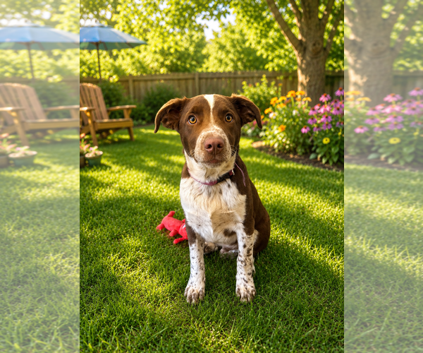 Medium Photo #1 German Shorthaired Pointer-Unknown Mix Puppy For Sale in MIDWAY, UT, USA
