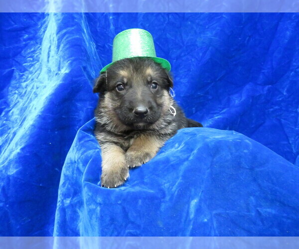 Medium Photo #4 German Shepherd Dog Puppy For Sale in HARTVILLE, MO, USA