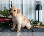 Small Photo #19 Golden Labrador Puppy For Sale in BEACH CITY, OH, USA