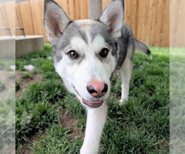 Medium Photo #4 Siberian Husky-Unknown Mix Puppy For Sale in Omaha, NE, USA