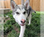 Small #3 Siberian Husky Mix