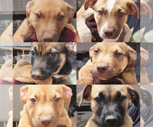 Mutt Dogs for adoption in Jackson Township, NJ, USA