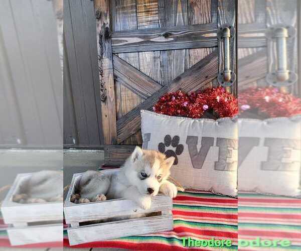 Medium Photo #1 Siberian Husky Puppy For Sale in MIAMI, OK, USA