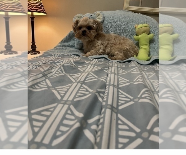 Medium Photo #1 Yorkshire Terrier Puppy For Sale in BENSON, NC, USA