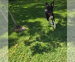 Small Photo #14 Great Dane Puppy For Sale in Bullard, TX, USA