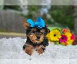 Small #2 Yorkshire Terrier