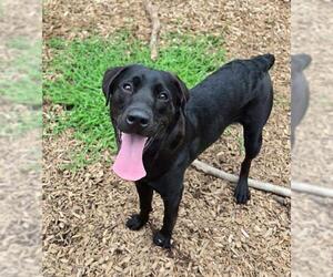 Labrottie Dogs for adoption in London, Ontario, Canada