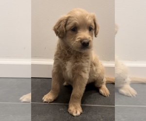 Golden Retriever-Poodle (Toy) Mix Puppy for sale in LUDLOW, MA, USA