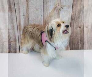 Buttercup - Female Shih Tzu-Unknown Mix Dog for Adoption - Photo #3