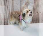 Small #2 Shih Tzu Mix
