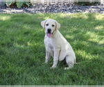Small #3 Labrador Retriever