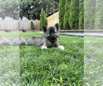 Puppy Dodge Keeshond