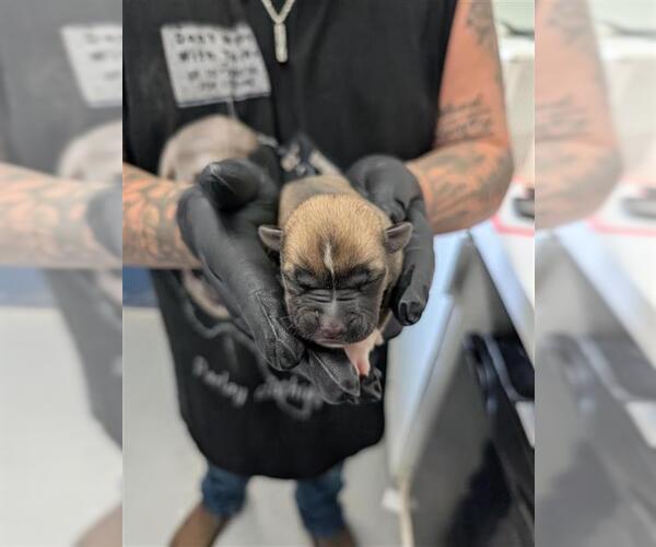 Medium Photo #1 Pointer-Unknown Mix Puppy For Sale in Corpus Christi, TX, USA