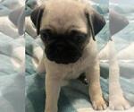 Small Photo #5 Pug Puppy For Sale in CHICAGO, IL, USA