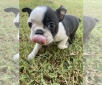 Small #5 Boston Terrier