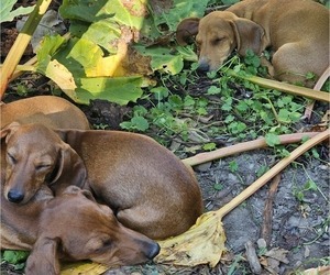 Dachshund Puppy for sale in CHAMPION, OH, USA
