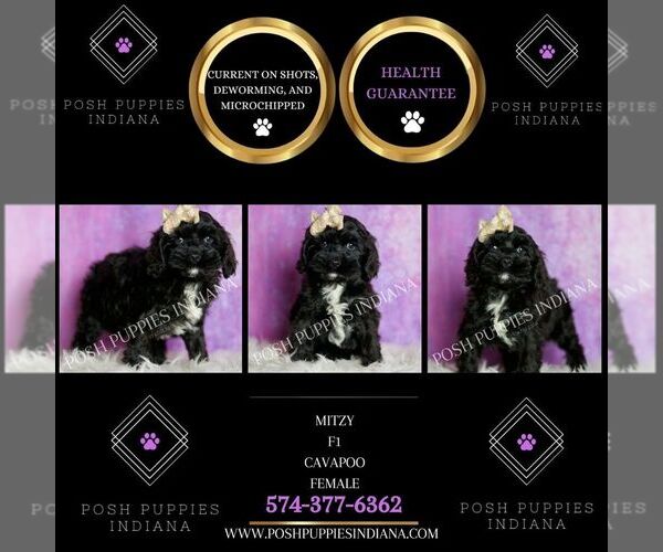 Medium Photo #6 Cavapoo (Miniature) Puppy For Sale in WARSAW, IN, USA