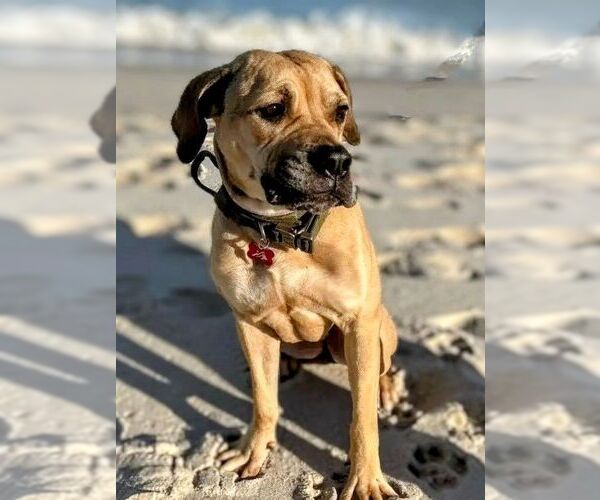 Medium Photo #2 Mastiff-Unknown Mix Puppy For Sale in columbia, SC, USA