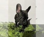 Puppy Onyx Faux Frenchbo Bulldog