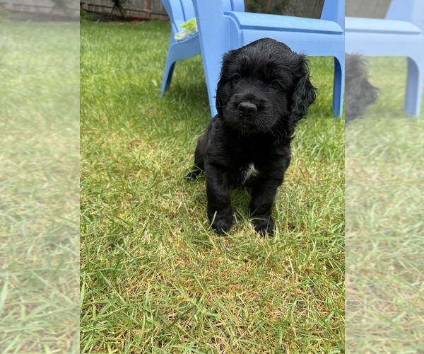 Medium Photo #2 Cocker Spaniel-Sheepadoodle Mix Puppy For Sale in SAMMAMISH, WA, USA