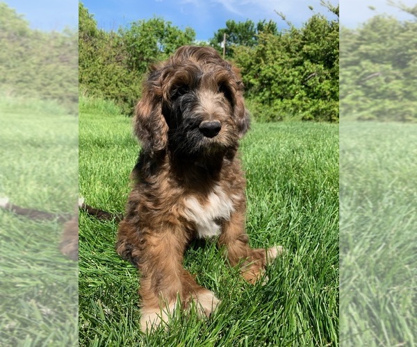 Medium Photo #1 Pyredoodle Puppy For Sale in PRESCOTT, WA, USA