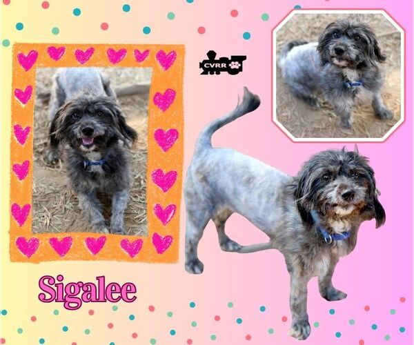 Medium Photo #1 Poodle (Miniature)-Unknown Mix Puppy For Sale in Lindsay, CA, USA