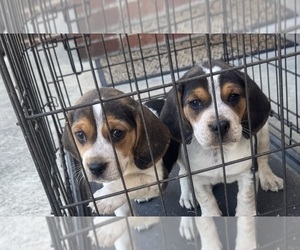 Beagle Litter for sale in WOODBRIDGE, VA, USA