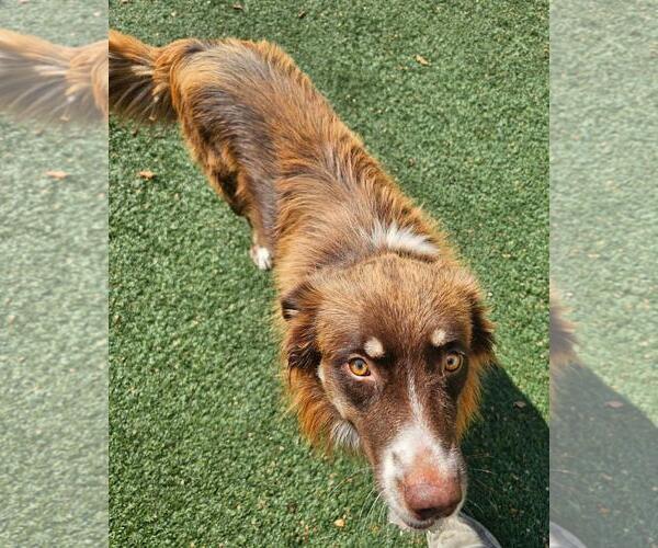 Medium Photo #2 Australian Shepherd-Unknown Mix Puppy For Sale in Rockwall, TX, USA