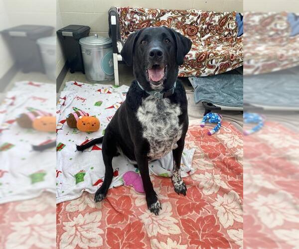 Medium Photo #1 Aussiedor Puppy For Sale in Fort Wayne, IN, USA