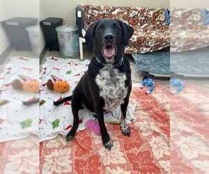 Aussiedor Dogs for adoption in Fort Wayne, IN, USA