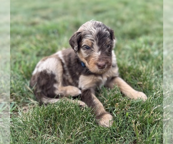 Medium Photo #2 Goldendoodle Puppy For Sale in HOWARD CITY, MI, USA