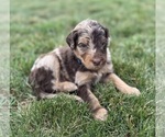 Small #1 Goldendoodle