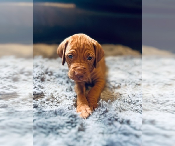 Medium Photo #6 Vizsla Puppy For Sale in BOISE, ID, USA