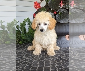 Poodle (Miniature) Puppy for sale in CLARE, MI, USA