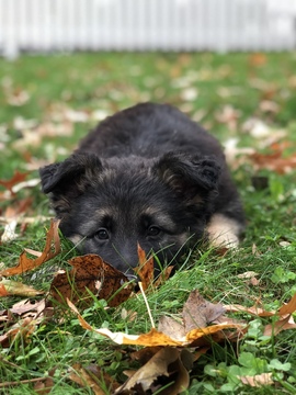 Medium Photo #1 German Shepherd Dog Puppy For Sale in GOSHEN, NY, USA