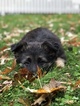 Small Photo #1 German Shepherd Dog Puppy For Sale in GOSHEN, NY, USA