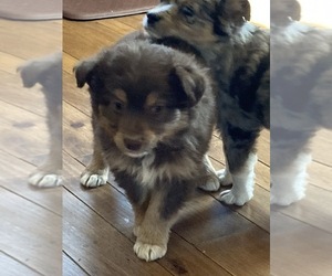 Miniature Australian Shepherd Puppy for sale in NEW WASHINGTN, IN, USA