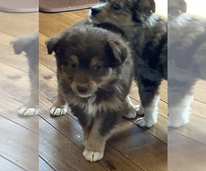 Medium Miniature Australian Shepherd