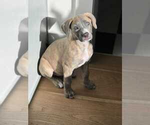 American Staffordshire Terrier-Boxer Mix Dogs for adoption in Overland Park, KS, USA