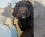 Small Photo #2 Goldendoodle Puppy For Sale in OGDEN, UT, USA