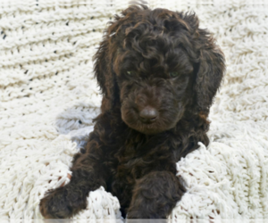 Medium Labradoodle mix (+ Poodle Standard)