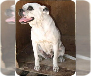 Blanca - Female Mutt Dog for Adoption - Photo #2