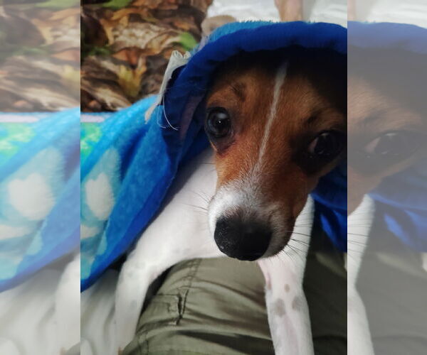 Medium Photo #6 Chiweenie Puppy For Sale in Princeton, MN, USA